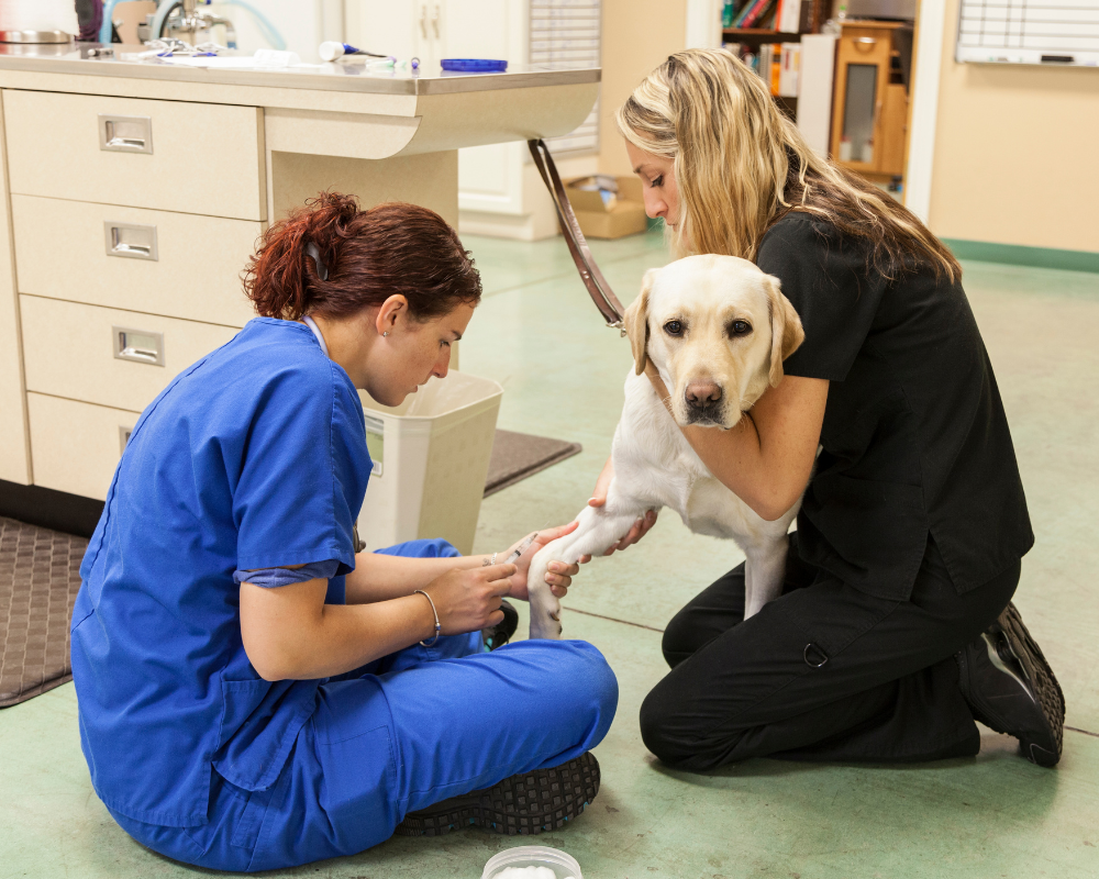 Withnell Sensors offers veterinary monitoring equipment including vet data loggers for veterinary monitoring in accordance with RVCS standards.